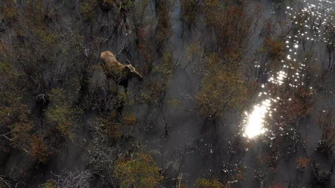 Aerial shoot of a moose in water blending with the environment of Canada Stock Footage