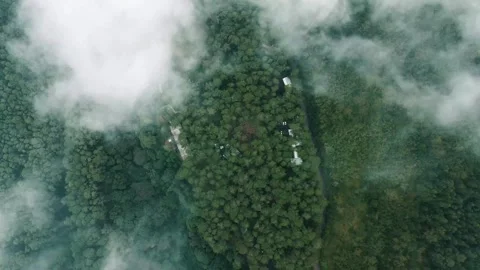 Aerial Shoot Pine Forest covered by clouds Stock Footage 303816548