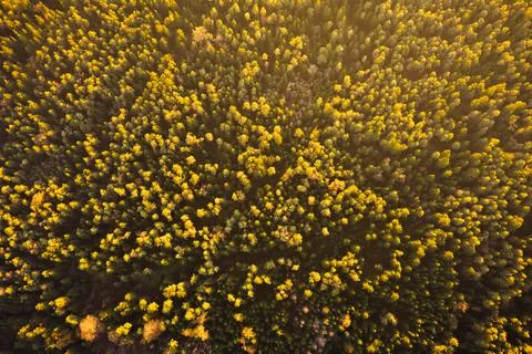 Aerial shoot of pine forest, high altitude at sunset Stock Photos