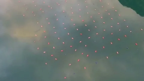 Aerial shoot of plantation for growing shells, mussels and oysters Stock Footage 82802255