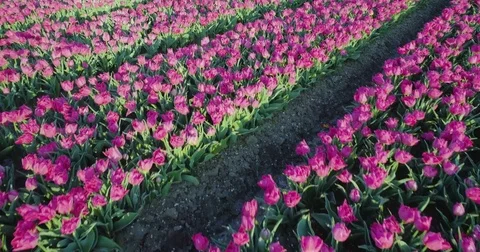 Aerial shoot: Stack of footage, Tulip fields, Amsterdam, Netherlands Stockbeeldmateriaal 84293492
