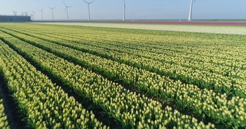 Aerial shoot: Stack of footage, Tulip fields near Wind turbine, Amsterdam 스톡 동영상 84293658