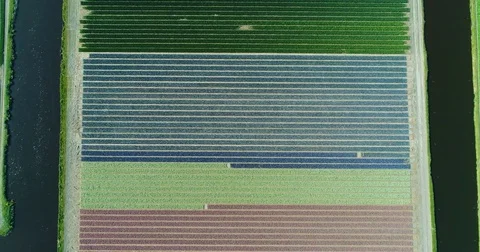 Aerial shoot: Stack of footage, Tulip fields, Amsterdam, Netherlands Vídeos de archivo 84315464