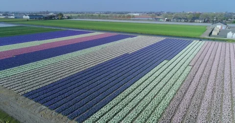 Aerial shoot: Stack of footage, Tulip fields, Amsterdam, Netherlands Vídeos de archivo 84318152