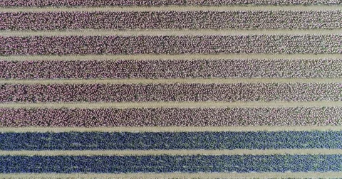Aerial shoot: Stack of footage, Tulip fields, Amsterdam, Netherlands Vídeo Stock 84319686