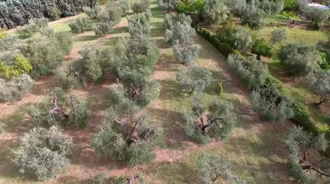 Aerial shot above olive trees in summer Stock Footage 61121900