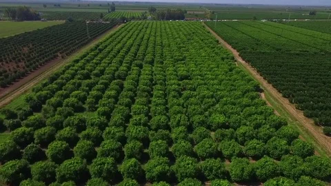 Aerial shot of agriculture & orchards Stock Footage