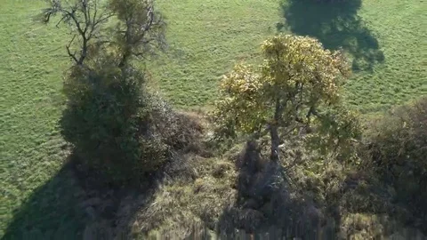 Aerial shot of alone tree. Video stock 69226538