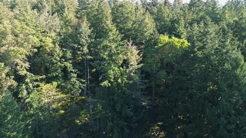 Aerial shot of alpine forest Stock Footage 314078471