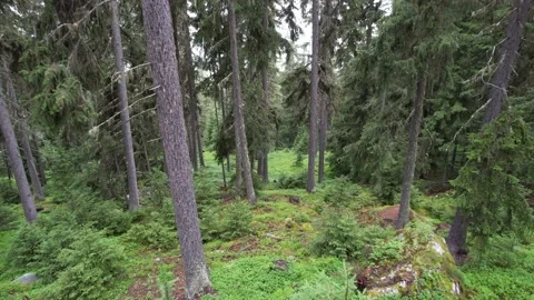 Aerial shot alpine forest, tree trunks, undergrowth, vegetation, 4K Stock Footage 158570011