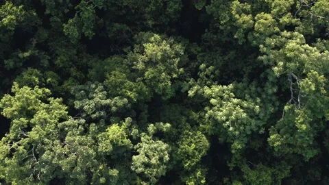 Aerial shot of amazon rainforest and jungle. Top-down view on lush green forest Stock Footage 157366287