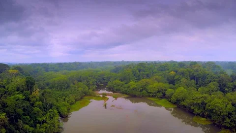 Aerial Shot of Amazon Rainforest, flight over a lagoon in the jungle Stock Footage 73280700