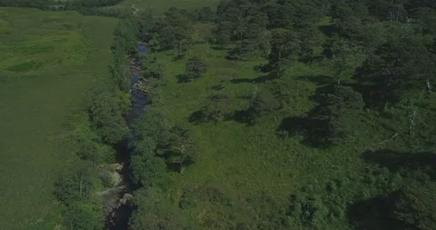 Aerial shot of the ancient native Scots Pine forest Coille Coire Chuilc - Scots Stock Footage 115500966