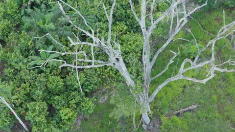 Aerial shot around a large dead and dry tree in the forest, in Ivory Coast Stock Footage 237868161