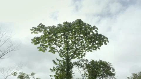 Aerial shot around a large tree in the heart of a forest, in Ivory Coast Stock Footage 237972761