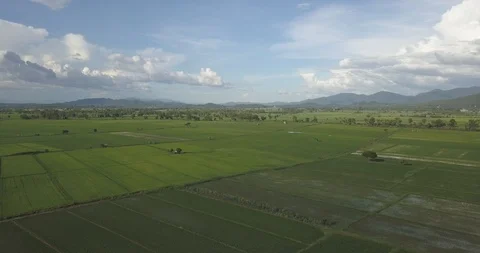 Aerial Shot Asia Rice Field Stock Footage