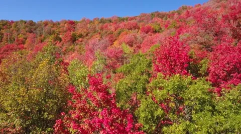 Aerial shot of a beautiful autumn colors in forest Stock Footage