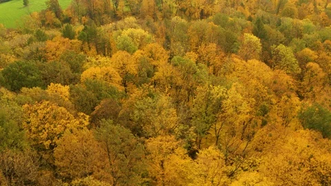 Aerial Shot Of beautifully colored forests in yellow color Stock Footage 118274591