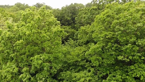 Aerial shot between two trees into deep forest Stock Footage 109175464