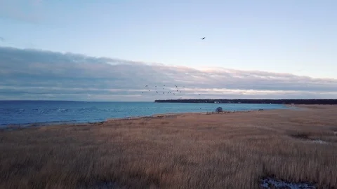 Aerial shot of big bird closely flying by. Sea on background. Crane bird Stock Footage 125332011