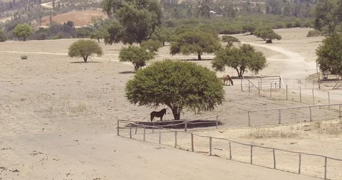 AERIAL SHOT OF BIG GREEN TREE WITH HORSE IN THE SHADOW TURNAROUND SHOT 4K Stock Footage 101243777