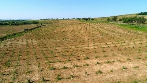 Aerial shot: A big Hazelnut Fields. 4k Stockbeeldmateriaal 104825508