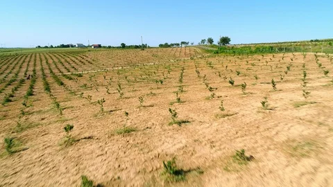 Aerial shot: A big Hazelnut Fields. 4k Stockbeeldmateriaal 104825603