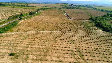 Aerial shot: A big Hazelnut Fields. 4k Stockbeeldmateriaal 104825950