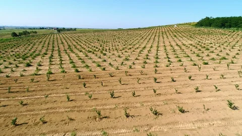 Aerial shot: A big Hazelnut Fields. 4k Stockbeeldmateriaal 104826234