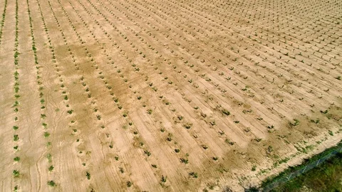 Aerial shot: A big Hazelnut Fields. 4k Stockbeeldmateriaal 104826792