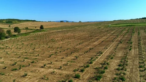 Aerial shot: A big Hazelnut Fields. 4k Stockbeeldmateriaal 104826857