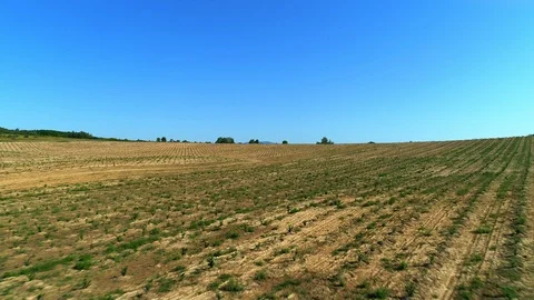 Aerial shot: A big Hazelnut Fields. 4k Stockbeeldmateriaal 104827359
