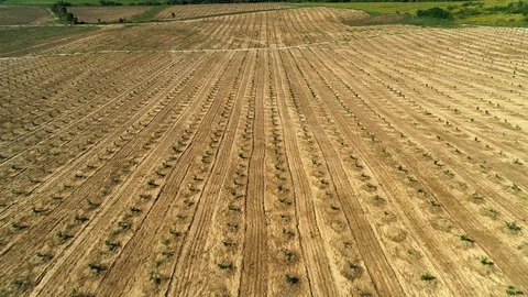 Aerial shot: A big Hazelnut Fields. 4k Stockbeeldmateriaal 104827820