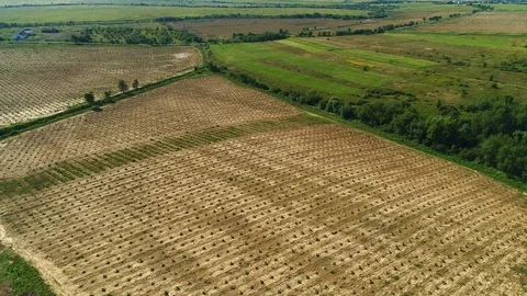 Aerial shot: A big Hazelnut Fields. 4k Stockbeeldmateriaal 104828197