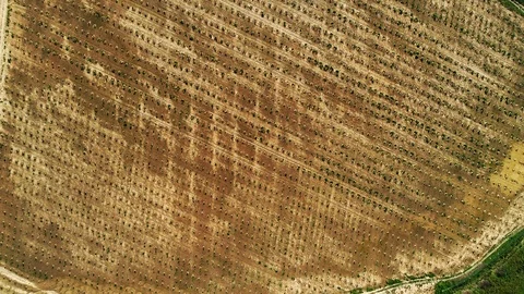 Aerial shot: A big Hazelnut Fields. 4k Stockbeeldmateriaal 104828313