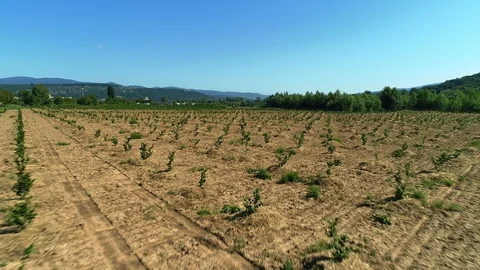 Aerial shot: A big Hazelnut Fields. 4k Vídeos de archivo 104828721