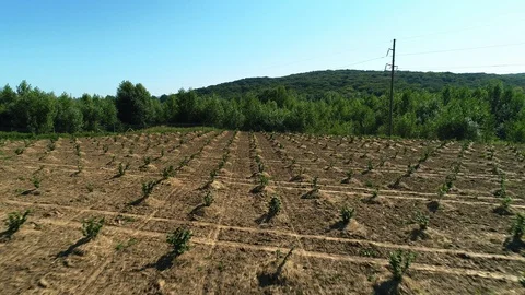 Aerial shot: A big Hazelnut Fields. 4k Stockbeeldmateriaal 104828976