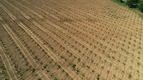 Aerial shot: A big Hazelnut Fields. 4k Stockbeeldmateriaal 104829106