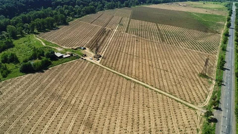 Aerial shot: A big Hazelnut Fields. 4k Stockbeeldmateriaal 104829410
