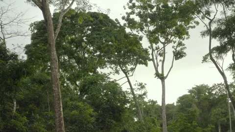 Aerial shot with big trees in the forest, in Ivory Coast Stock Footage 221493194