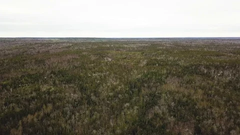 Aerial shot of brown tree forests with river in Autumn , Nova Scotia, Canada Stock Footage 102247239