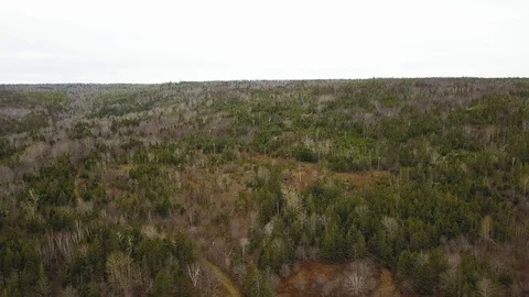 Aerial shot of brown tree forests in Autumn ,Nova Scotia, Canada Stock Footage 102247321