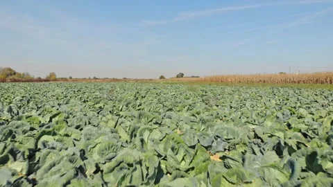 Aerial shot of cabbage field Stock Footage 171566416