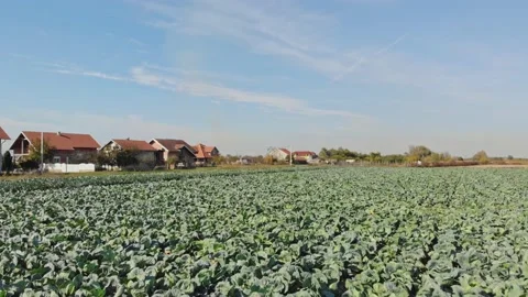 Aerial shot of cabbage field Stock Footage 171566446