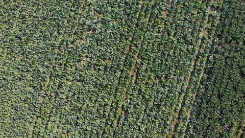 Aerial shot of cabbage field Stock Footage 171566459