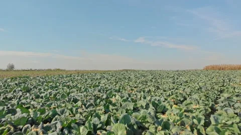 Aerial shot of cabbage field Stock Footage 171566478