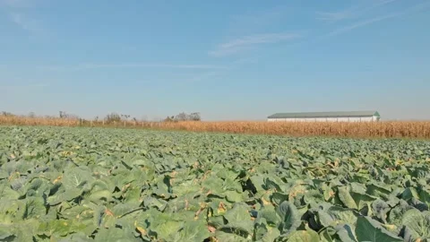 Aerial shot of cabbage field Stock Footage 171566486