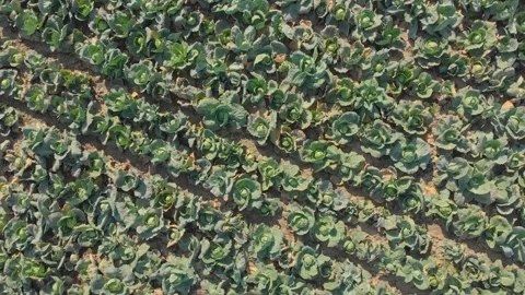Aerial shot of cabbage field Stock Footage 171566529