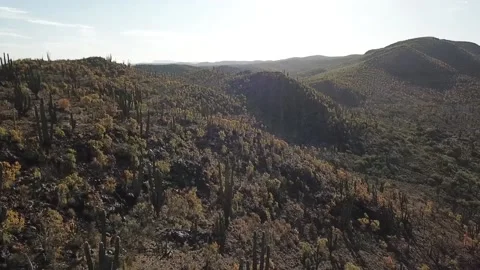 Aerial shot of cactus landscape in Mexico Stock-Footage 154882453