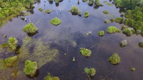 Aerial shot of calm pond featuring floating mossy patches and rocky outcrops Stock Footage 337990862